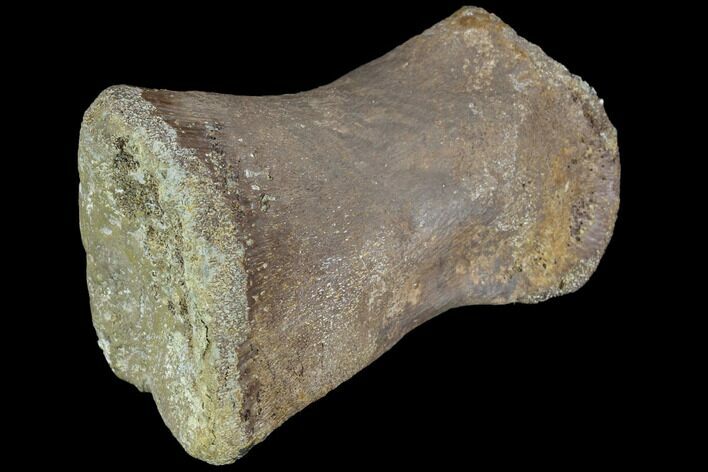 Fossil Hadrosaur Digit - Aguja Formation, Texas #88813